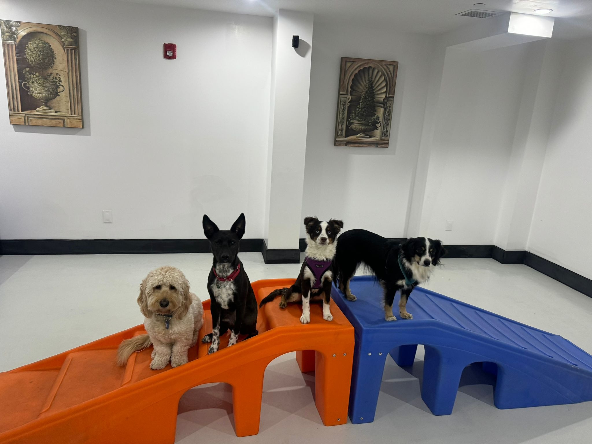 Fido Playhouse — 29fd775a-be30-4678-ba20-1ec5453a4b8e-Aq2Nx2DEN1IlvJez