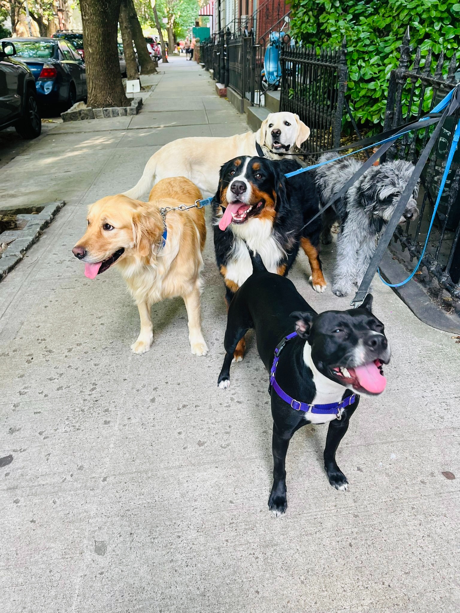 Fido Playhouse — 517878d2-29d7-49fa-8698-eb32ab4ca2b7-YanMrn9x4QTjW4w3