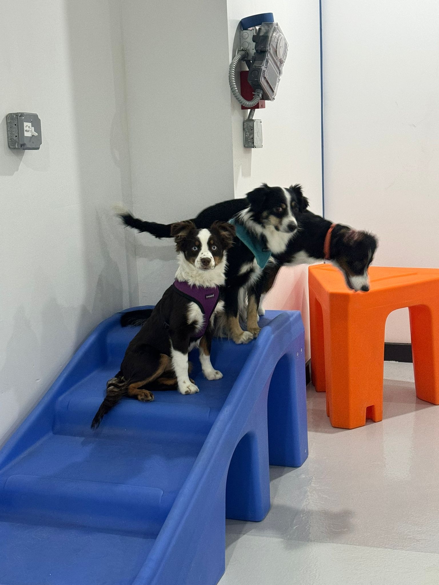 Fido Playhouse — 982e9d5b-d995-46e6-8b21-5befc9c95b4c-AzGDaGxbVMfBLa3d