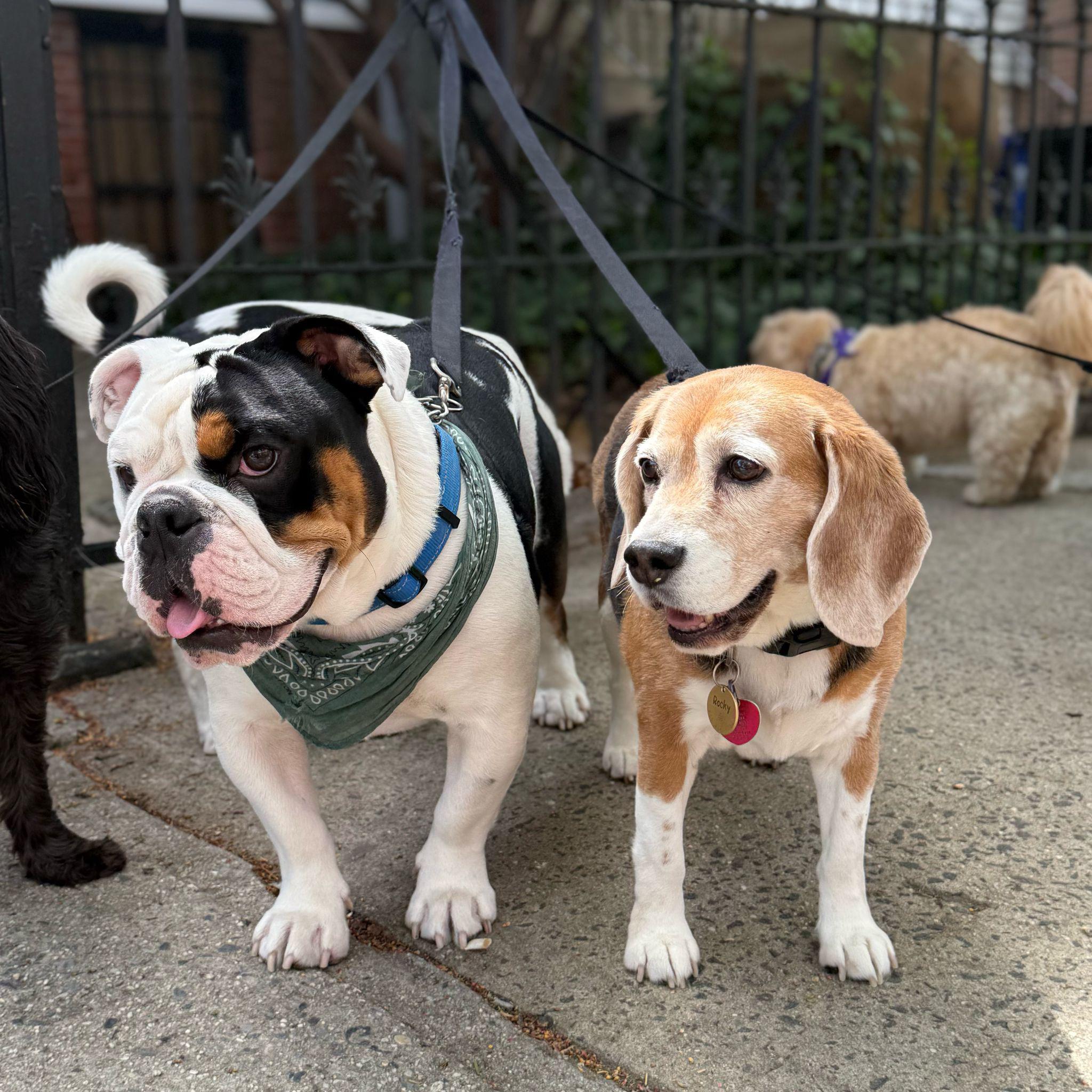Fido Playhouse — PHOTO-2025-05-22-12-46-36