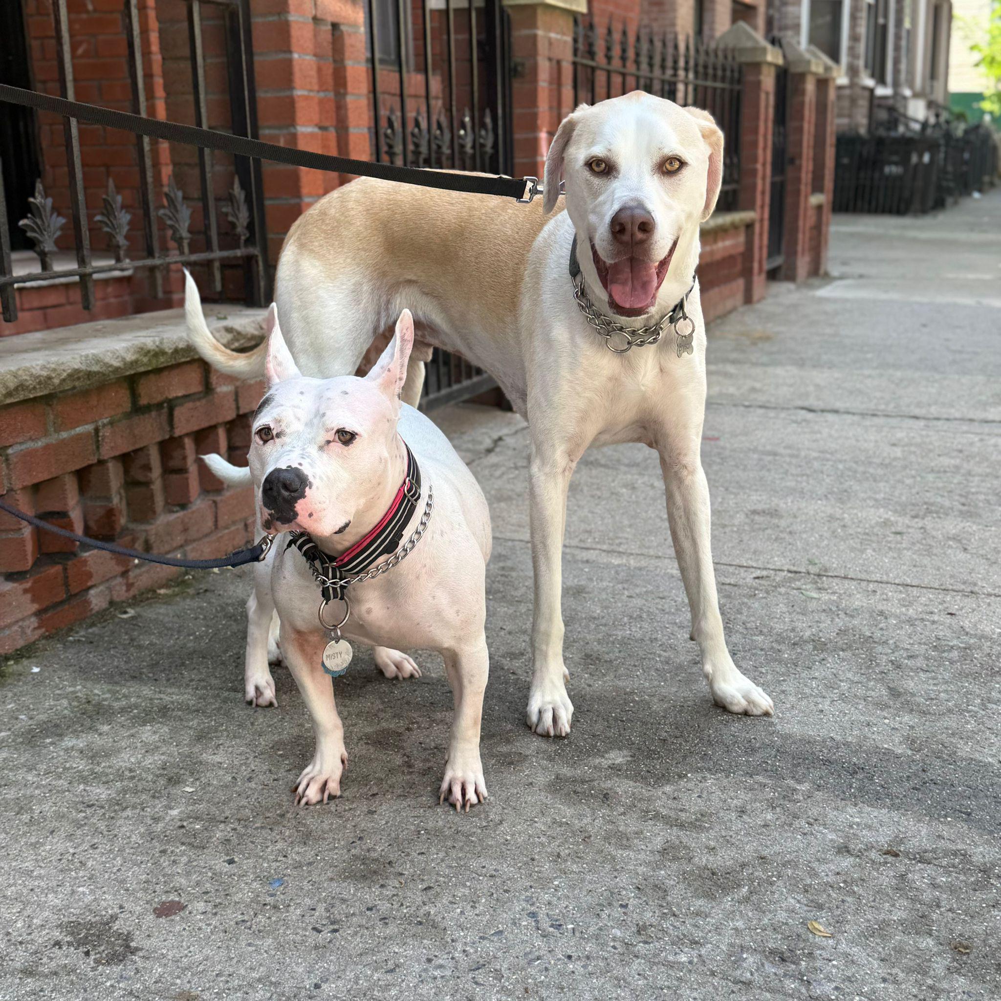 Fido Playhouse — PHOTO-2025-05-22-12-46-43